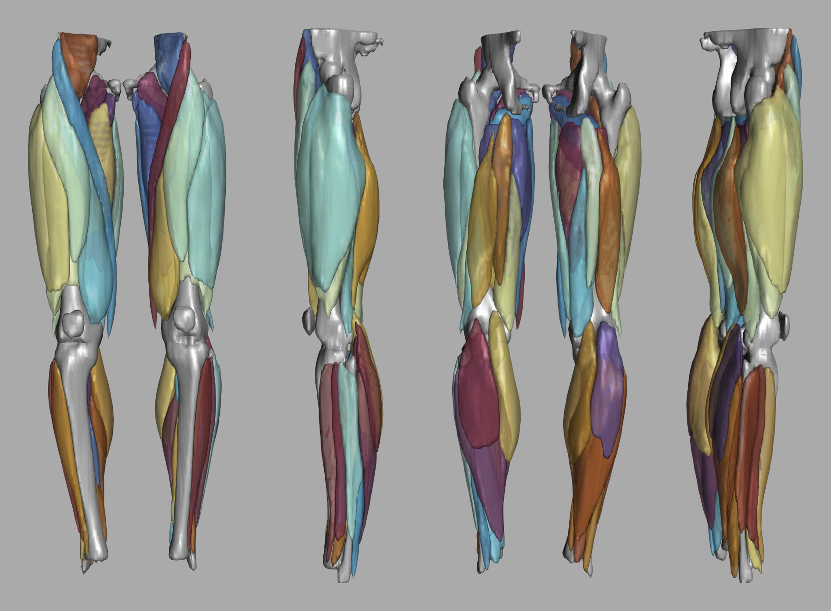 3D render of automated muscle segmentation labels generated using a CNN UNET.